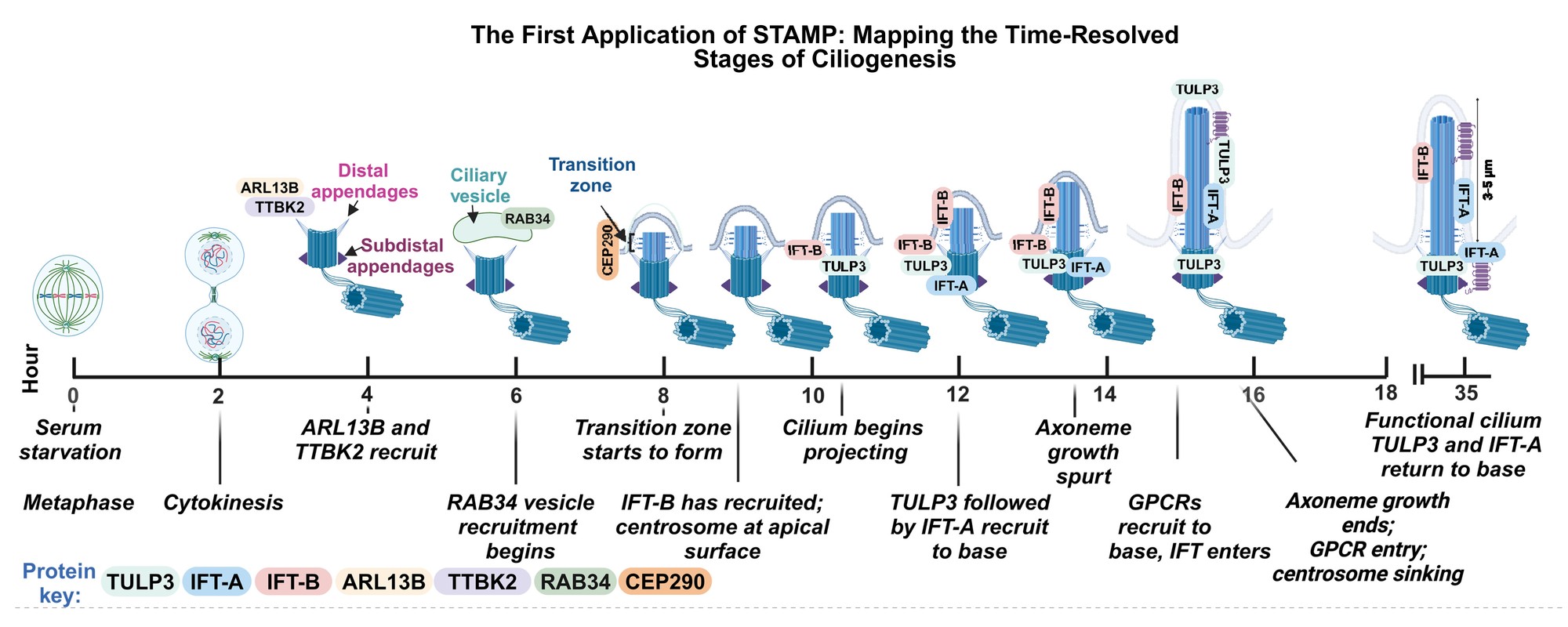 Timeline of ciliogenesis from serum starvation through 35 hours: metaphase and cytokinesis, ARL13B and TTBK2 recruitment at 4 hours, RAB34 vesicle recruitment at 6, transition zone formation and IFT-B recruitment at 8, cilium projection at 10, TULP3 then IFT-A at 12, axoneme growth spurt at 14, GPCR recruitment at 16, and a functional cilium with TULP3 and IFT-A returned to the base at 35.
