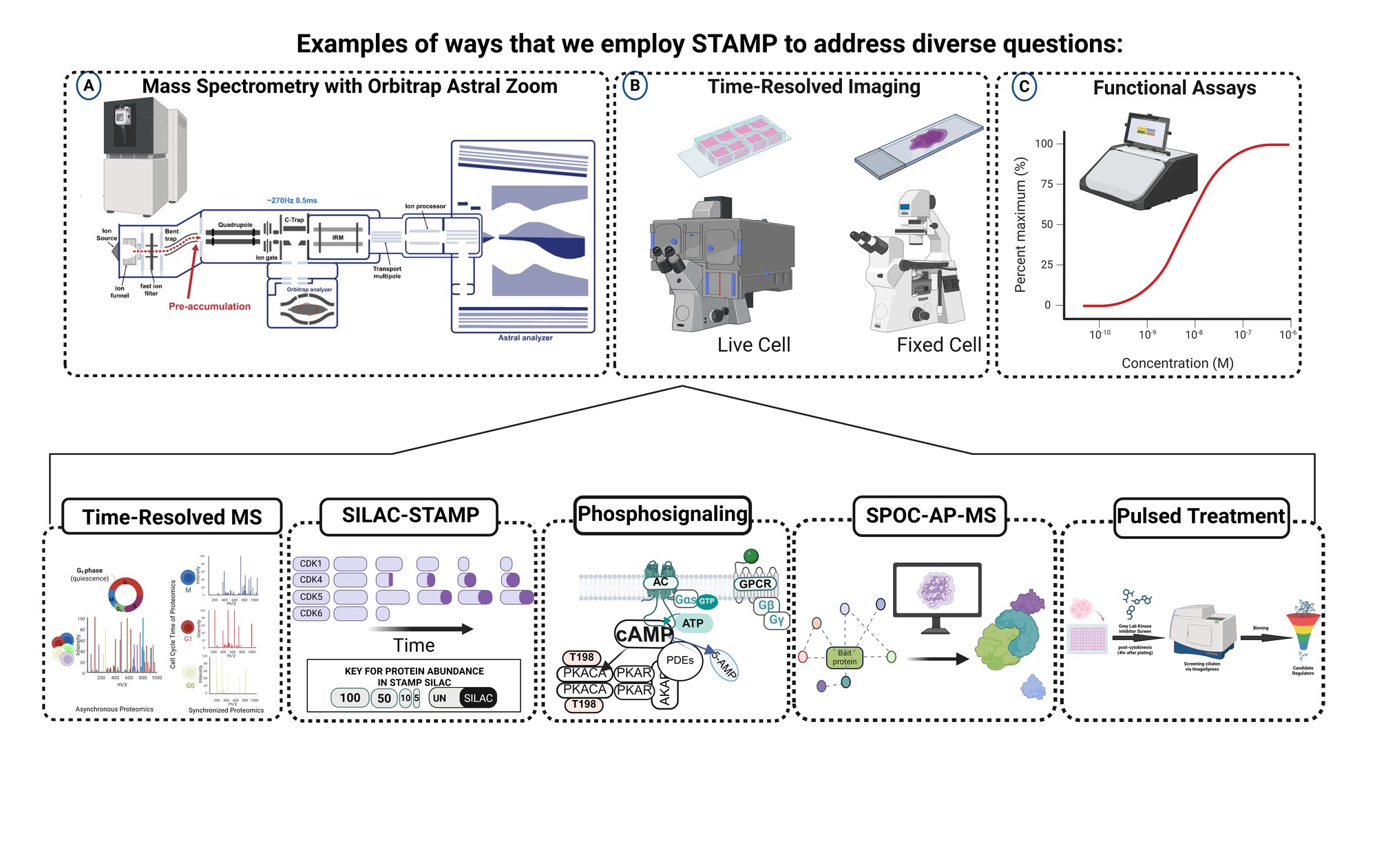 Diagram of STAMP platforms and applications. Top row: mass spectrometry with Orbitrap Astral Zoom, time-resolved live- and fixed-cell imaging, and functional assays. Bottom row: time-resolved MS, SILAC-STAMP, phosphosignaling, SPOC-AP-MS, and pulsed treatment.