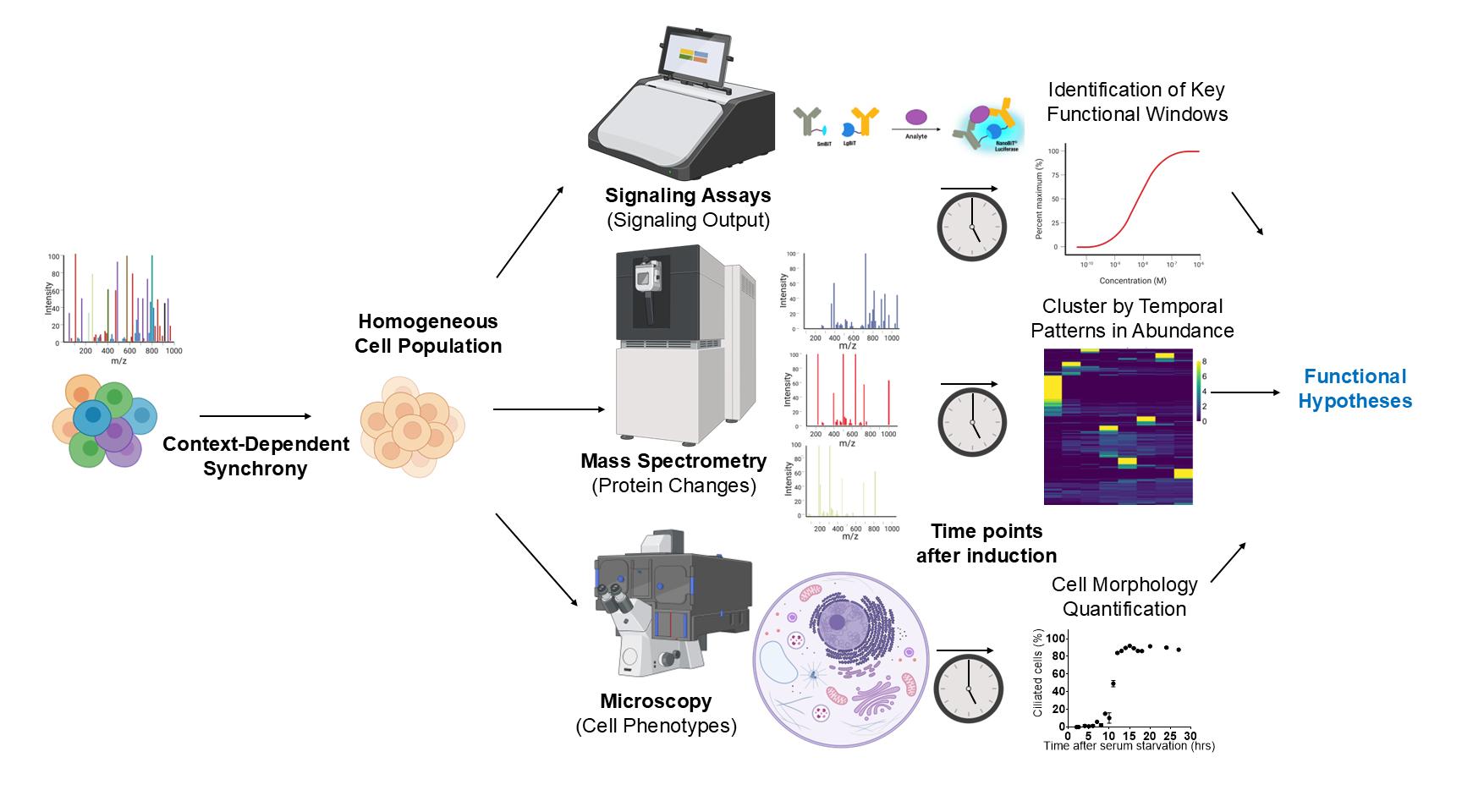 Workflow diagram: a mixed cell population is brought to context-dependent synchrony, then split three ways into signaling assays, mass spectrometry, and microscopy; each is sampled over time to give functional windows, temporal abundance clusters, and morphology quantification, converging on functional hypotheses.