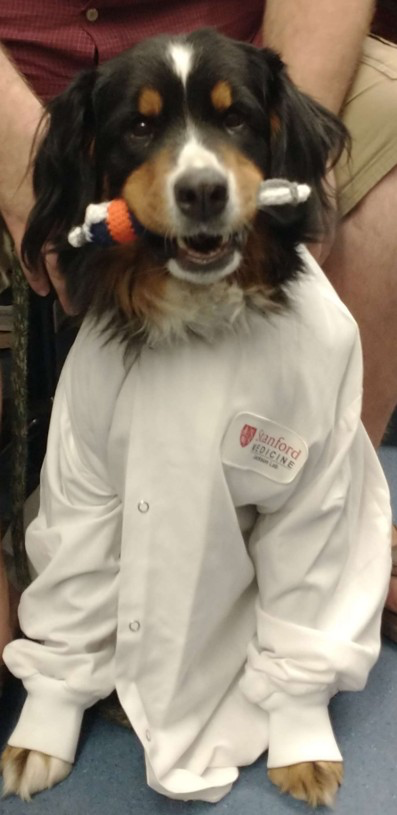Chloe, a Bernese mountain dog, wearing a lab coat