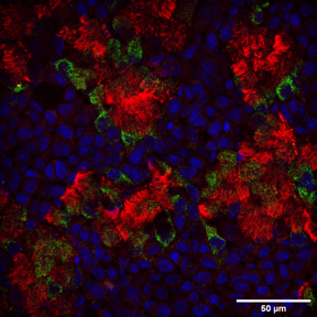 Differentiated tissue stained in red and green against blue nuclei